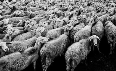 与“羊毛党”的战争 | 锋巢网