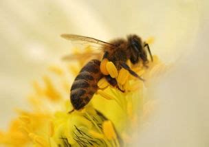 我国饲养的蜜蜂有哪些种类？ | 说明书网