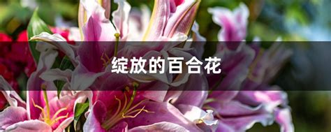 花开时节绽放的玫瑰花摄影高清jpg格式图片下载_熊猫办公
