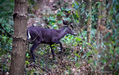 【国家一级重点保护动物】黑麂-荥经县林业局-关注森林网