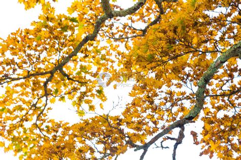 五颜六色的秋天树枝白色天空背景高清图片下载-正版图片507366606-摄图网