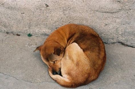 狗狗各种奇葩睡姿，这样睡真的不累？狗狗5种睡姿含义详解_主人