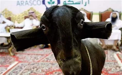世界上最丑的羊——大马革士山羊：抱歉，真没认出这是羊_腾讯视频