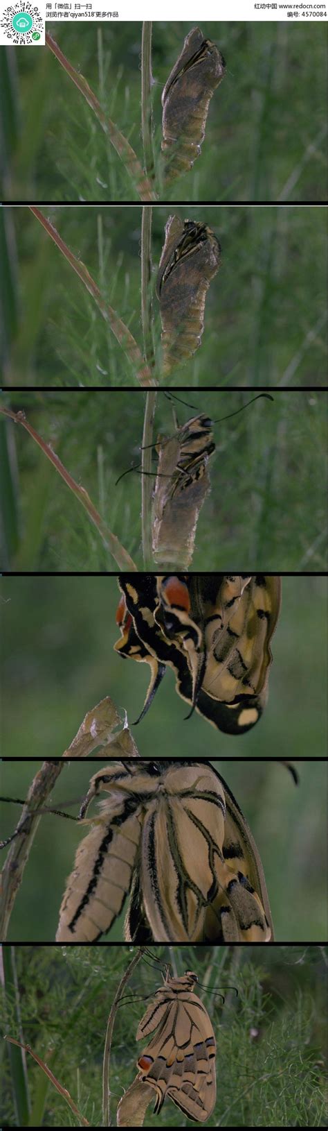 蝴蝶脱变的过程：破茧→化茧→成蛹 →破茧→成蝶