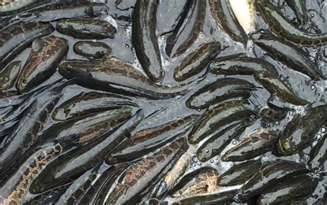 分析黑鱼的习性与夏钓黑鱼的方法_手机新浪网