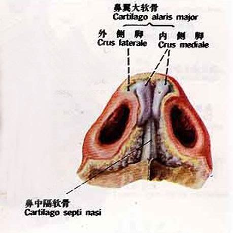 鼻子构造图解图片