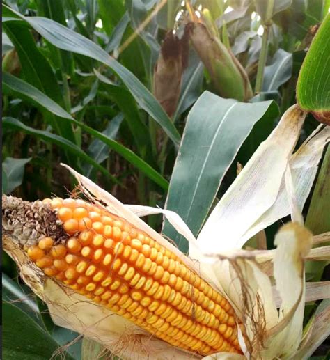 高产小麦玉米品种前十名 - 百发生活
