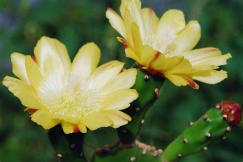 12种世界上最稀有的花 这12种花濒临灭绝十分少见-美丽花