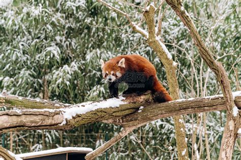 红熊猫在冬天爬树高清图片下载-正版图片305847790-摄图网