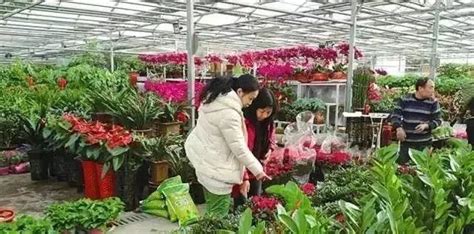 太原哪个花卉市场便宜,太原花卉批发市场,晋源区最大的花卉市场_大山谷图库