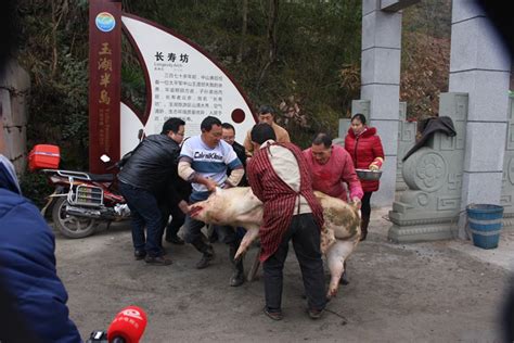 农历中国 | 十二月廿六 · 杀猪割年肉 - 周到上海