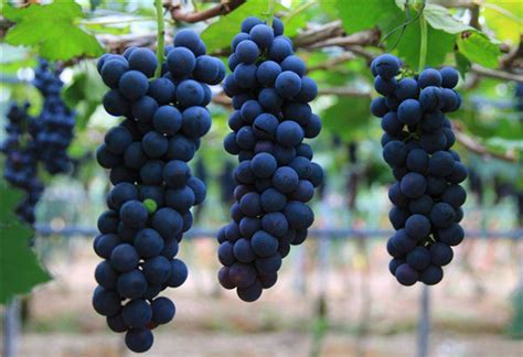 吃葡萄的好处 葡萄的功效与作用_彩牛养生