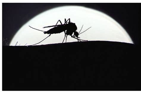 哪些人易招蚊子咬，如何无害驱蚊？