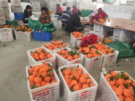 丹棱再添拥有自主知识产权的柑橘新品种_四川在线