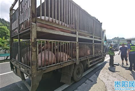 贵州凯里：货车高速抛瞄，30余头生猪高温天气险变“烤猪”-贵阳网