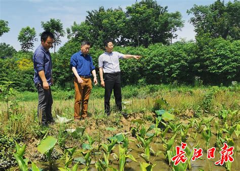 “国企联村”发展新产业，这个村集体经济有望突破50万元-武汉市农业农村局