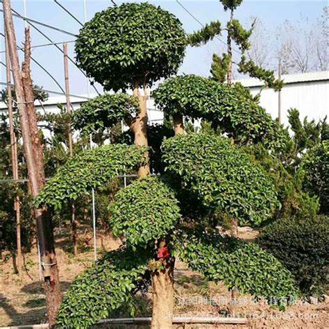 宁夏常见树种,宁夏乡土树种有哪些,宁夏常用的绿化植物_大山谷图库