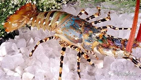 史上最全的龙虾种类大全，看谁还敢忽悠你！|龙虾|南非|青龙_新浪新闻