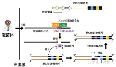 在ncbi的ORF如何导出碱基序列与氨基酸序列对比图？ - 知乎