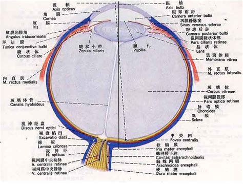 眼部结构图图片