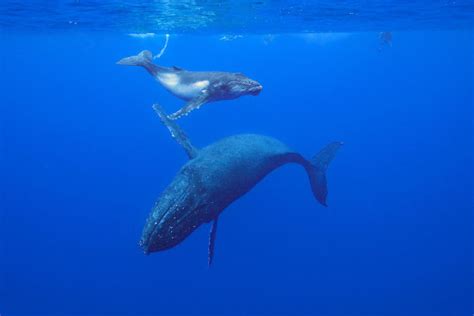 座头鲸获救后跃出水面25次，是自由的呐喊，还是另有原因？ - 知乎