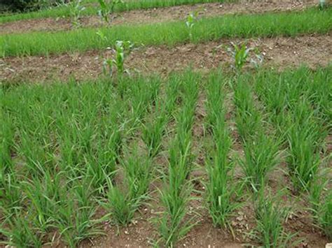 旱稻种植技术，旱稻和水稻的区别-农百科