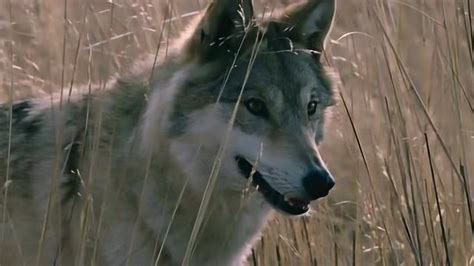 《狼图腾》-高清电影-完整版在线观看