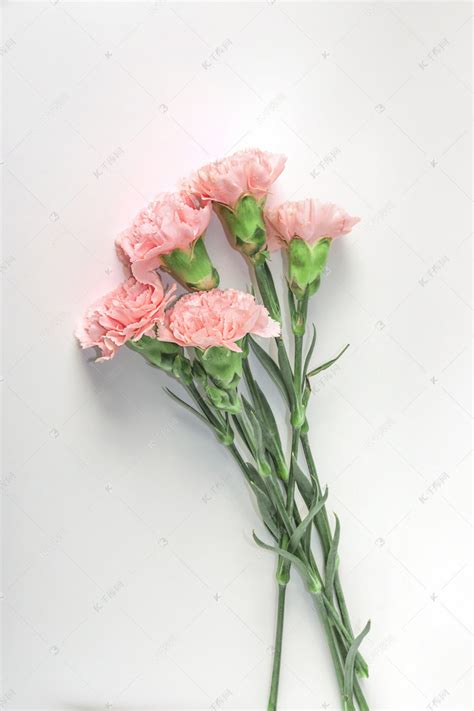 33朵粉色康乃馨，幸福长伴身旁 - 六朵花