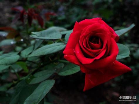 用颜色形状气味介绍玫瑰花(从颜色气味形状来描写玫瑰花) - 养花经验