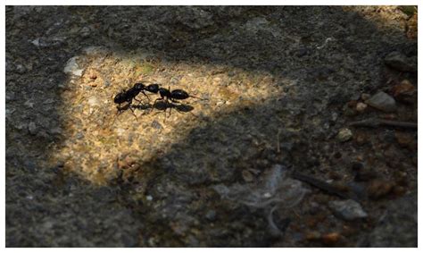 世界上最凶的10种蚂蚁排名 行军蚁上榜，第九很具攻击性_动物之最_第一排行榜
