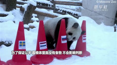 读创--吃不到新鲜竹子 旅加大熊猫受疫情影响将提前两年归国