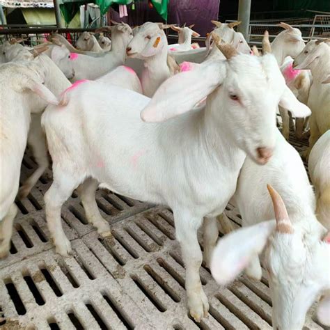 美国白山羊种羊价格 澳洲白绵羊养殖基地 纯种杜泊绵羊图片 山东济宁-食品商务网