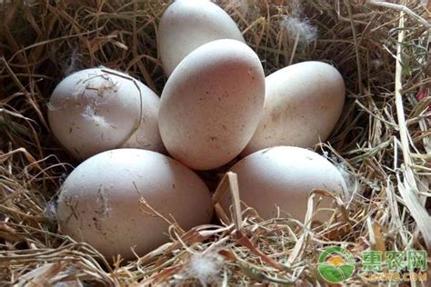 2020年11月7日野鸡蛋价格行情、今日山鸡/野鸡种蛋多少钱一斤？ - 农产品价格 - 蛇农网