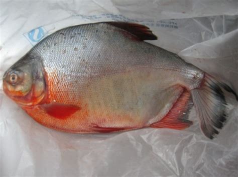 红烧鲳鱼的做法_ 图解红烧鲳鱼如何做好吃-聚餐网