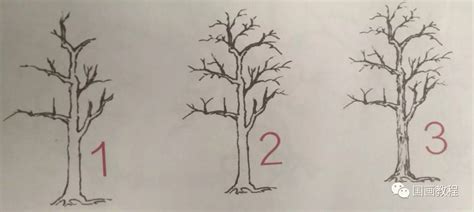 漂亮的大树小学生简笔画原创教程步骤