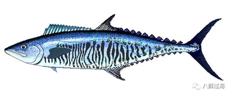 鲐鲅鱼和油鲅鱼的区别 - 鲜淘网