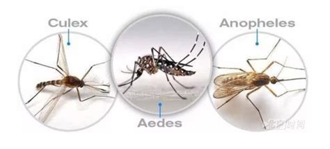 蚊子一般从哪里进入家中？
