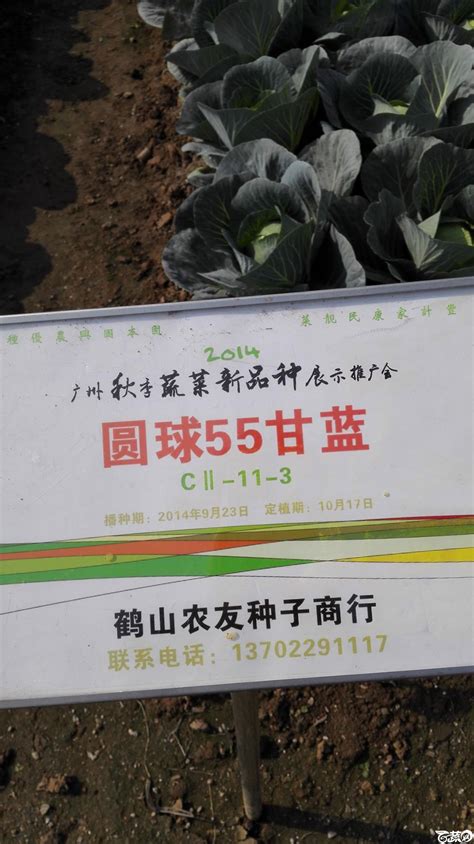 2014年12月10号广州市农科院南沙秋季蔬菜新品种展示会 甘蓝_111.jpg|百蔬图（农科百蔬网）