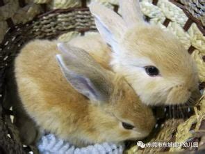 优雅温柔的宠物兔名字大全春天的气息-可爱点 - 【可爱点】