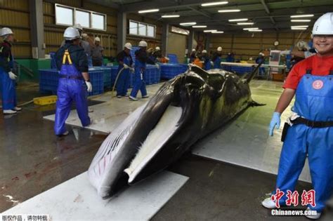 丹麦水族馆公开解剖搁浅海豚 - 神秘的地球 科学|自然|地理|探索