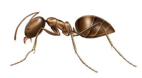 Basic Anatomy of the Ant – Know your Pest