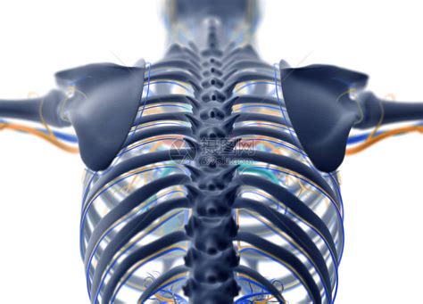 人体背部解剖模型脊柱肋骨和血管系统X射线3d插图高清图片下载-正版图片507325205-摄图网