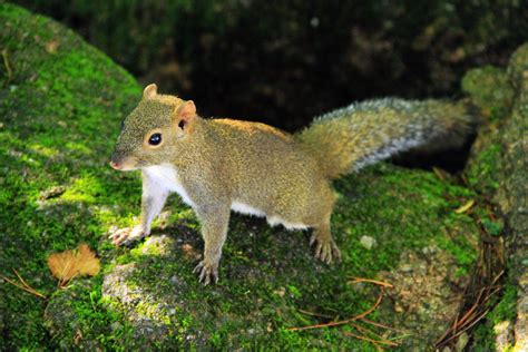 松鼠属于什么种类_物种起源形态特征栖息环境生活习性行为节律 - 工作号