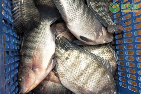 2016年8月罗非鱼市场趋势：供应量少 鱼价缓慢回涨中-中国鳗鱼网