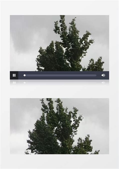 在风中随风飘摇的大树实拍视频素材模板下载_实拍_图客巴巴