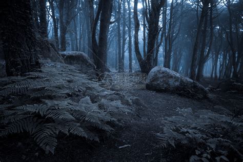 深夜阴暗的黑森林高清图片下载-正版图片305849638-摄图网
