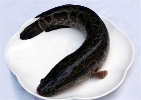 黑鱼的营养价值_黑鱼的有哪些营养价值及功效-聚餐网