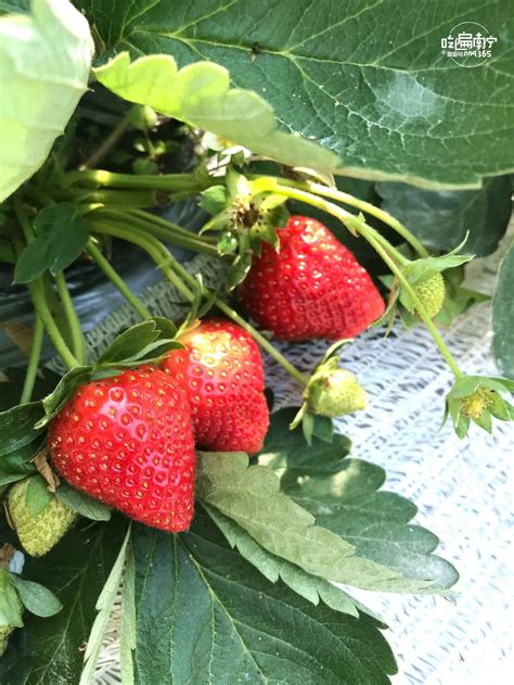 黄泽乐乐草莓专业合作社种植前进行有害菌防治-嵊州新闻网