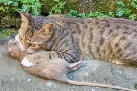为什么老鼠那么多病菌，猫吃老鼠却不会生病？看完就懂了_长江云 - 湖北网络广播电视台官方网站