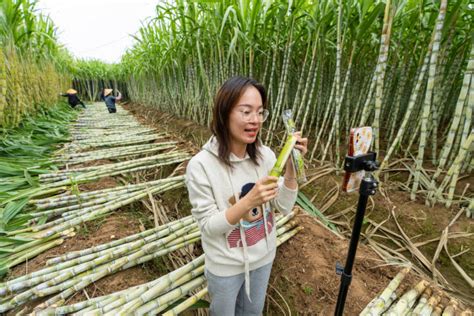甘蔗 | 中国国家地理网